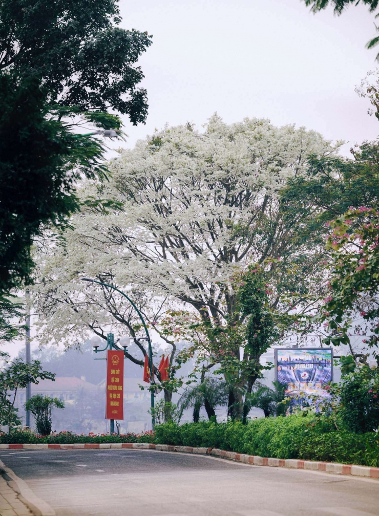 Hoa sưa mang vẻ đẹp tinh khiết, mong mạnh. (Ảnh: Nguyen Thuong)