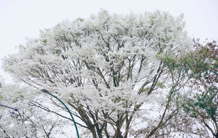 Mùa hoa sưa chỉ trong vòng 2 tuần, bắt đầu từ tháng 3 hàng năm. (Ảnh: Nguyen Thuong)