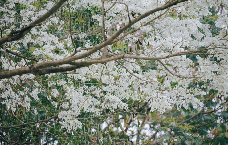 Nếu du lịch Hà Nội vào mùa này không khó để bắt gặp những cây hoa sưa nở trắng tinh khôi. (Ảnh: Nguyen Thuong)