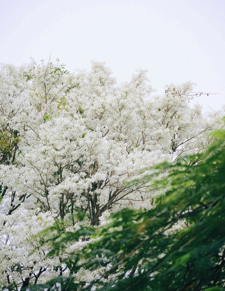 Hoa sưa nở vào mùa xuân. (Ảnh: Nguyen Thuong)