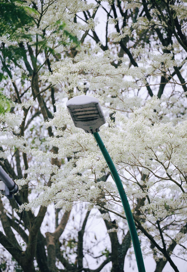 Hoa sưa. (Ảnh: Nguyen Thuong)