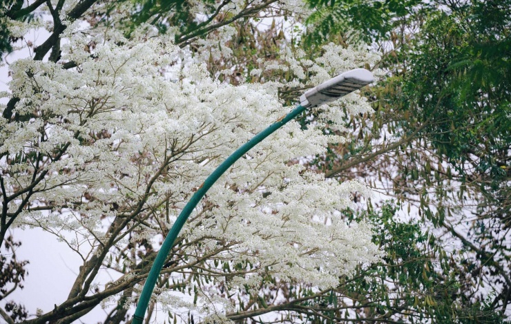Các con phố nở rộ hoa sưa. (Ảnh: Nguyen Thuong)