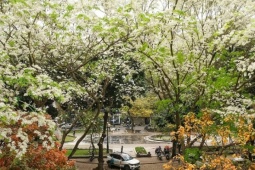 Hà Nội mùa hoa tháng 3