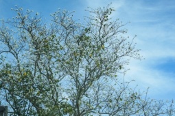 Hoa ban trắng, hoa phượng tím khoe sắc giữa phố núi Đà Lạt