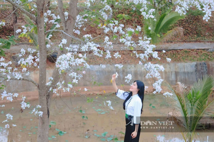 Thiếu nữ Thái duyên dáng trong trang phục truyền thống bên sắc trắng hoa ban. Ảnh: Văn Ngọc