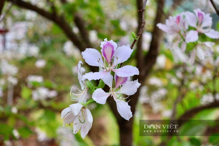 Những chùm hoa ban trắng tinh khôi rung rinh trong gió xuân, đặc trưng của núi rừng Tây Bắc. Ảnh: Văn Ngọc