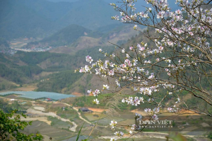 Mùa hoa ban không chỉ làm đẹp núi rừng mà còn gắn liền với đời sống văn hóa của đồng bào Thái. Ảnh: Văn Ngọc