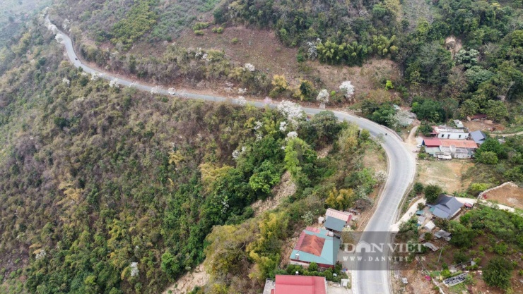 Loài hoa gắn với huyền thoại thủy chung của tình yêu đôi lứa đang nở trắng núi rừng Sơn La - 5