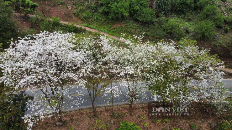 Loài hoa gắn với huyền thoại thủy chung của tình yêu đôi lứa đang nở trắng núi rừng Sơn La - 8