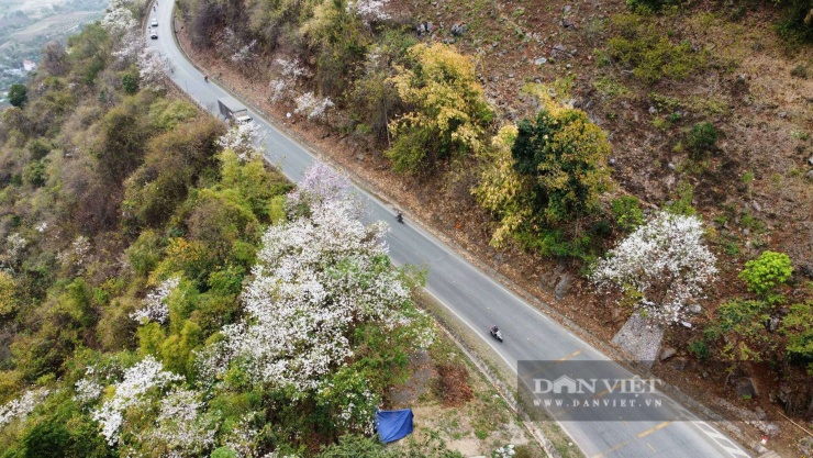 Loài hoa gắn với huyền thoại thủy chung của tình yêu đôi lứa đang nở trắng núi rừng Sơn La - 9
