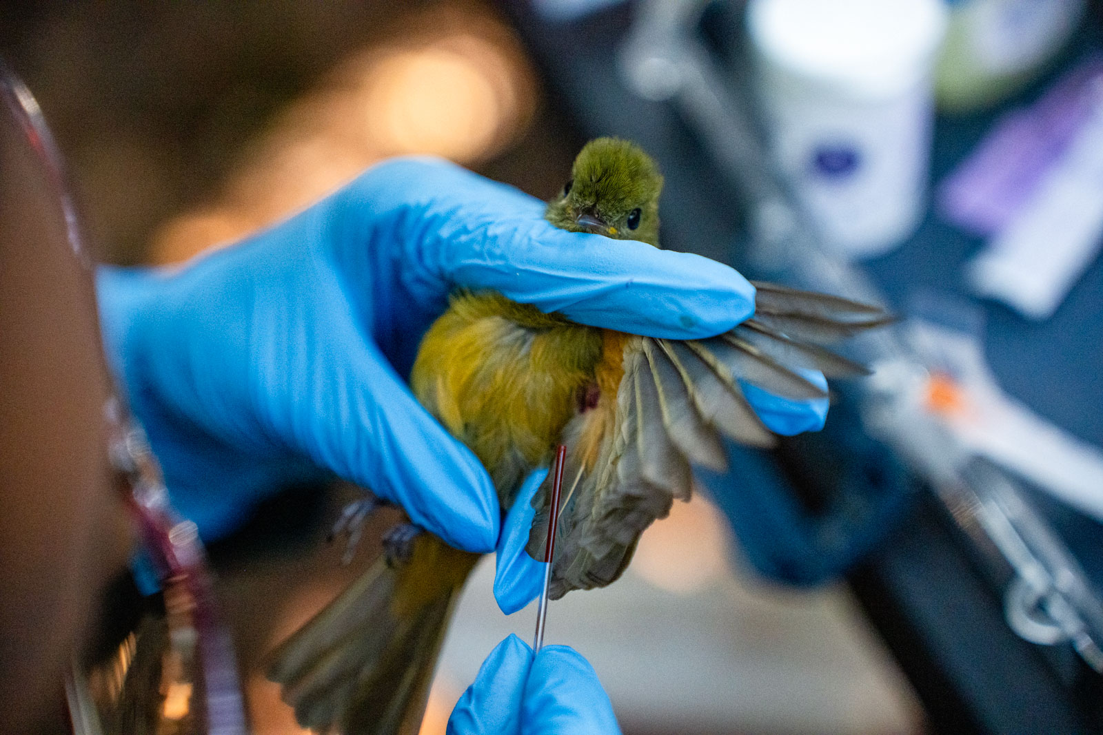 Một mùa xuân im lặng đang đến- Ảnh 2.