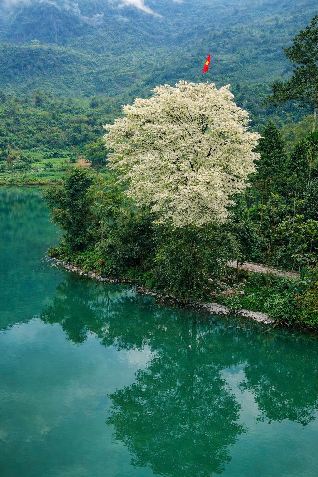Khung cảnh cây sưa trắng muốt với lá cờ Tổ quốc tung bay bất ngờ gây sốt - 2