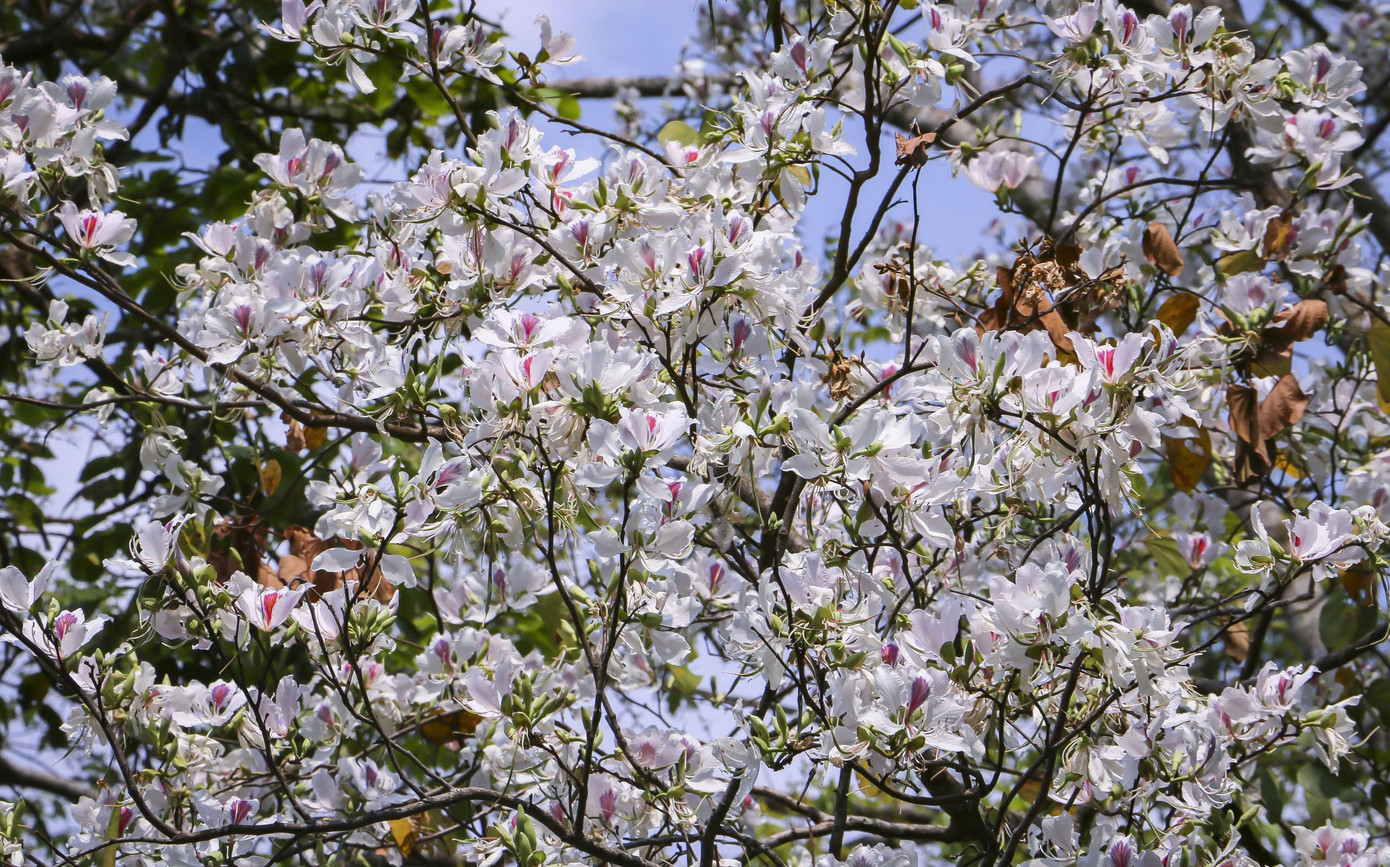Hoa ban bung nở ngập tràn Điện Biên- Ảnh 4.
