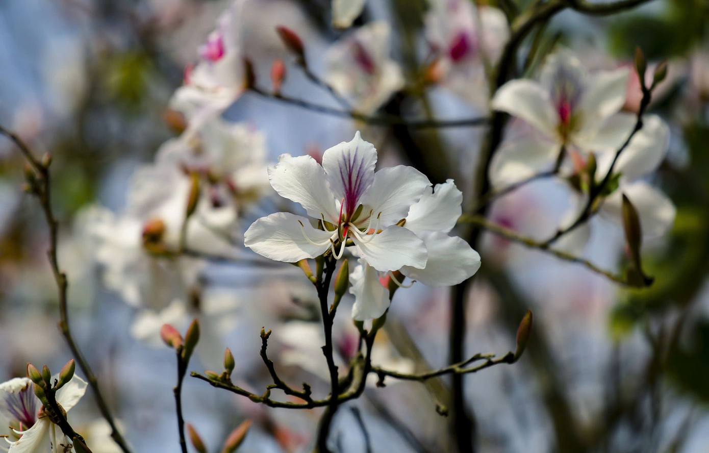 Hoa ban bung nở ngập tràn Điện Biên- Ảnh 5.