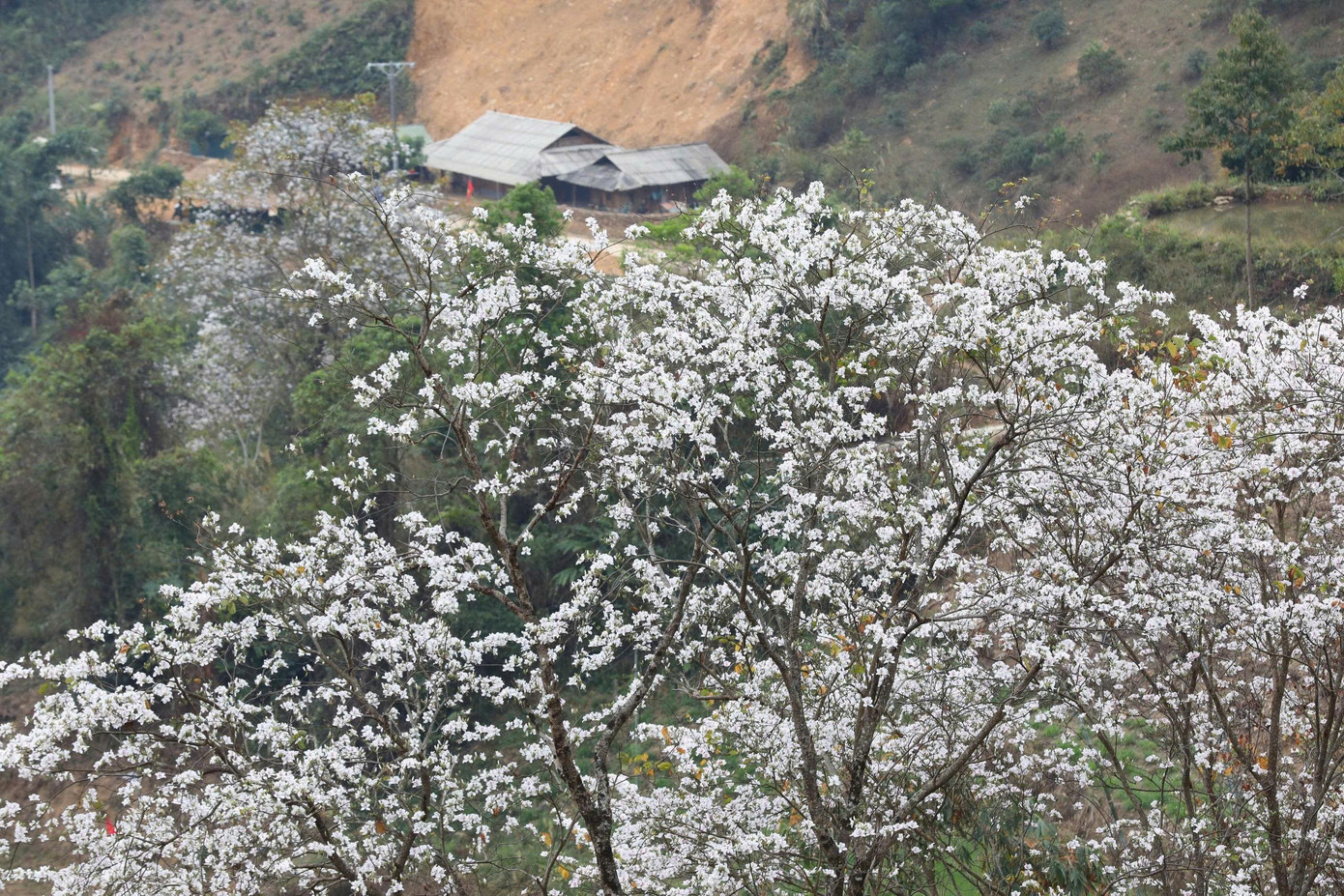 Hoa ban bung nở ngập tràn Điện Biên- Ảnh 8.