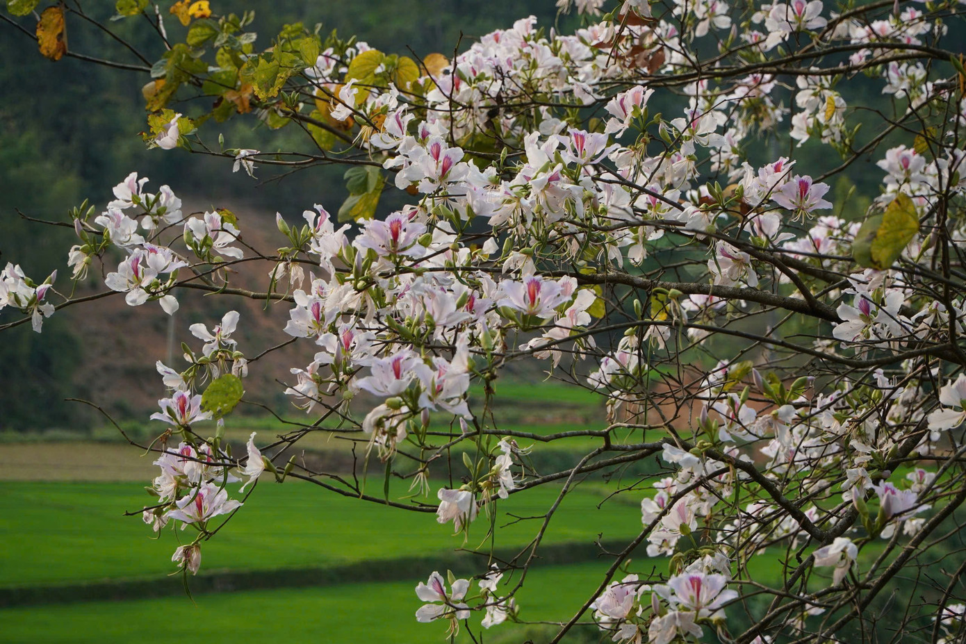 Hoa ban bung nở ngập tràn Điện Biên- Ảnh 9.