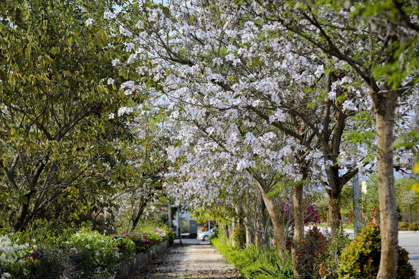 Hoa ban bung nở ngập tràn Điện Biên- Ảnh 10.