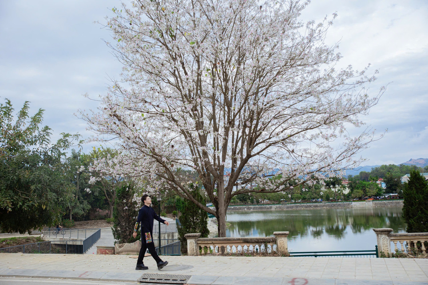 Hoa ban bung nở ngập tràn Điện Biên- Ảnh 11.