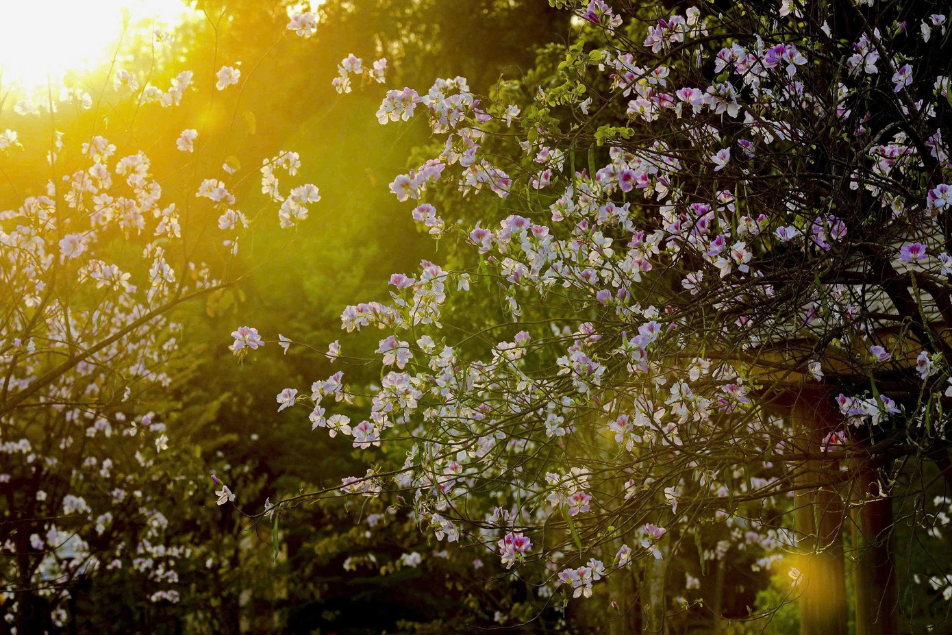 Hoa ban bung nở ngập tràn Điện Biên- Ảnh 12.