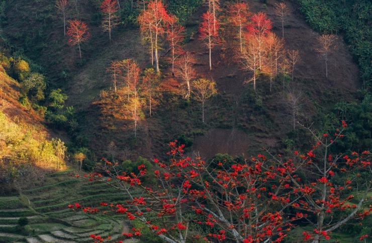 Hoa gạo nở khi lá đã rụng hết. Trên những cành cây trơ trọi chỉ còn lại những đóa hoa năm cánh dày, đỏ thẫm, nhụy vàng nổi bật. Sự đối lập ấy tạo nên vẻ đẹp mạnh mẽ, dứt khoát - một vẻ đẹp không cần tô điểm. Khi hoa rụng, cánh đỏ trải kín mặt đất, như tấm thảm nhung giữa đại ngàn.