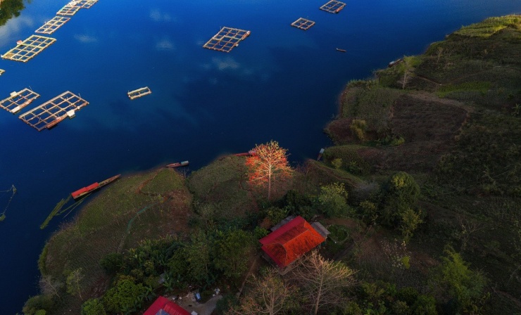 Chính quyền và người dân địa phương cũng bắt đầu nhìn thấy giá trị mới từ những cây gạo tưởng chừng chỉ để ngắm. Không ít homestay tận dụng vị trí gần những cây gạo cổ thụ để tạo không gian trải nghiệm, kết hợp kể chuyện văn hóa bản địa và ẩm thực vùng cao.