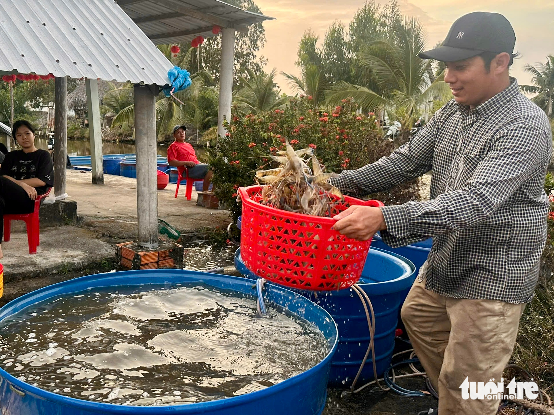 Nông dân Miệt Thứ, An Giang vào vụ tôm giữa 'vòng vây' chi phí cao - Ảnh 3.