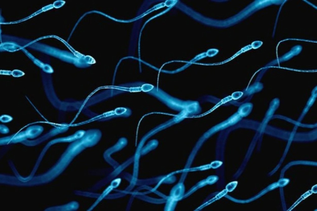 Sự thật phía sau cuộc đua tinh trùng khác xa nhiều người nghĩ - 2