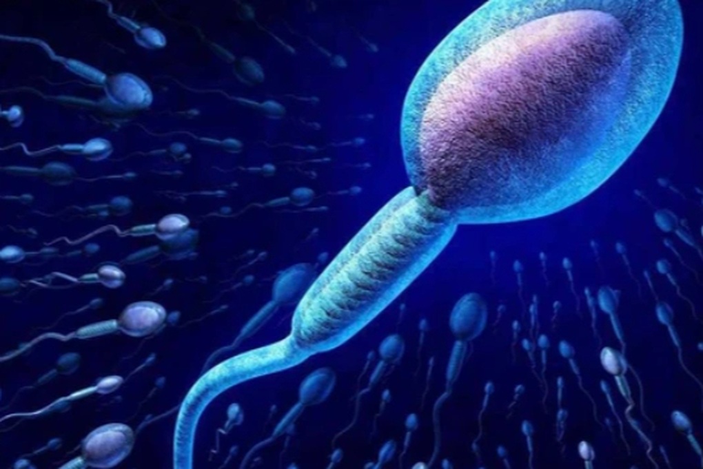 Sự thật phía sau cuộc đua tinh trùng khác xa nhiều người nghĩ - 3