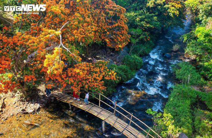 Hoa trang rừng nở rộ - nàng thơ của đại ngàn Gia Lai thức giấc 4 Hoa trang rừng tại Gia Lai hay còn gọi là hoa trang nước, mang vẻ đẹp của thiên nhiên đại ngàn mới được biết đến, tạo điểm nhấn với du khách và người dân địa phương chỉ trong vài năm trở lại đây.