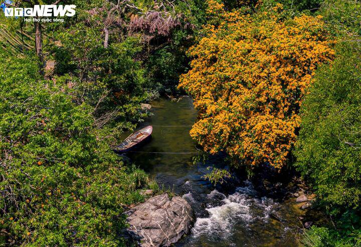 Hoa trang rừng nở rộ - nàng thơ của đại ngàn Gia Lai thức giấc 5 Hoa trang rừng ở đây không thấp bé như hoa trang thông thường, chúng là những cây thân gỗ cổ thụ, có cây đường kính lớn, tán xòe rộng vươn dài ra giữa dòng suối. Đầu tháng 3, những nụ hoa li ti chỉ trong vài ngày nắng ấm đã bung nở khắp cả con suối.