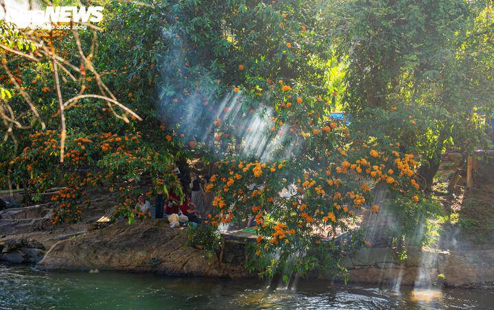 Hoa trang rừng nở rộ - nàng thơ của đại ngàn Gia Lai thức giấc 10 Hoa trang rừng có đặc điểm là nở rộ nhưng cũng tàn khá nhanh, chính vì thế, nhiều du khách đã không quản ngại đường xá xa xôi, tranh thủ lên suối Tà Má ngay khi nghe tin hoa chớm nở.