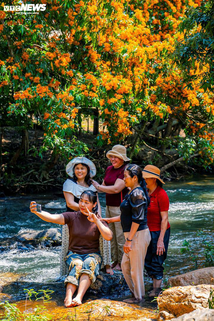 Hoa trang rừng nở rộ - nàng thơ của đại ngàn Gia Lai thức giấc 11 Chị Trần Mỹ Linh, du khách từ Khánh Hòa, chia sẻ: “Gia đình tôi ngỡ ngàng trước vẻ đẹp hoang sơ ở đây. Không khí rất trong lành, nước suối mát lạnh, nhìn những chùm hoa trang rừng rực rỡ soi bóng xuống dòng suối, cảm giác mọi mệt mỏi đều tan biến”.