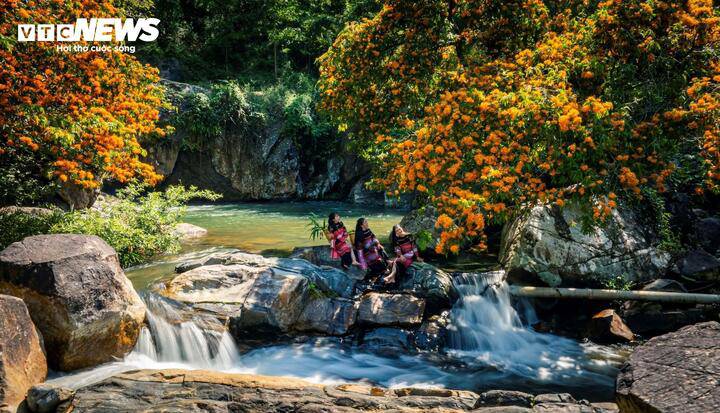 Hoa trang rừng nở rộ - nàng thơ của đại ngàn Gia Lai thức giấc 13 Ông Huỳnh Đức Bảo, Chủ tịch UBND xã Vĩnh Thịnh cho biết, địa phương xác định không chỉ dừng lại ở việc ngắm hoa, du khách về đây còn tìm hiểu về đời sống của người Ba Na. Việc phát triển du lịch ngắm hoa trang rừng tại suối Tà Má không chỉ giúp quảng bá hình ảnh địa phương mà còn mở ra cơ hội sinh kế mới cho bà con. Thay vì chỉ sống dựa vào nương rẫy, giờ đây người dân có thêm thu nhập từ việc dịch vụ du lịch, góp phần thúc đẩy kinh tế - xã hội vùng cao phát triển bền vững.