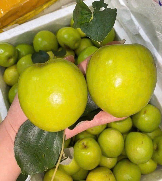 Loại quả “tốt nhất thế giới” có ở Bắc Ninh, quả to giòn ngọt, làm được nhiều món ngon 3 Kích thước của táo đại mật thường to hơn táo truyền thống và ăn giòn, ngọt. Ảnh HM