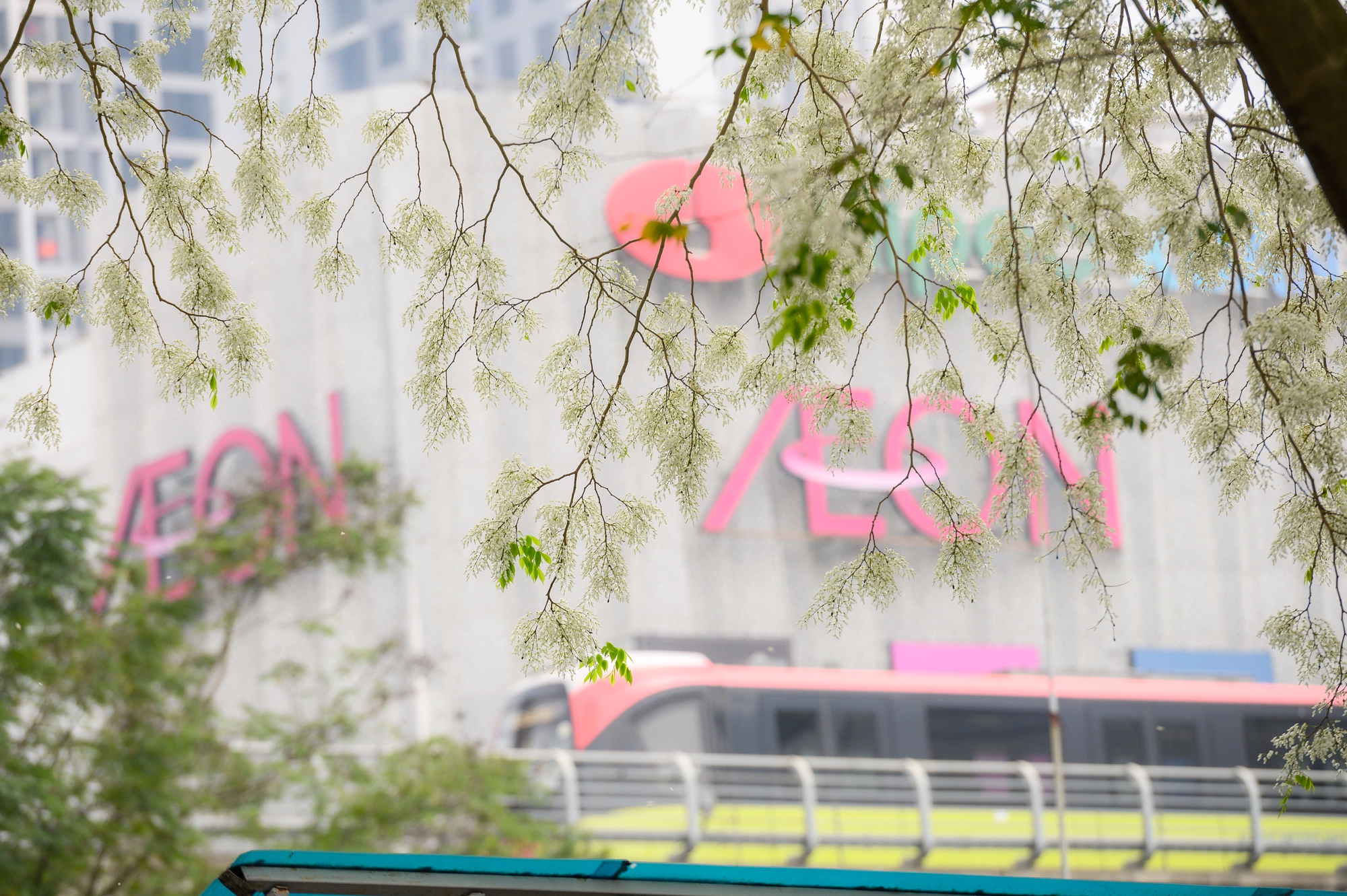 Cả Hà Nội phát sốt vì những cây hoa này: Chỗ đẹp như ngôn tình, nơi đã xác xơ - đi nhầm phí công vô ích!- Ảnh 2. Cả Hà Nội phát sốt vì những cây hoa này: Chỗ đẹp như ngôn tình, nơi đã xác xơ - đi nhầm phí công vô ích!- Ảnh 2.