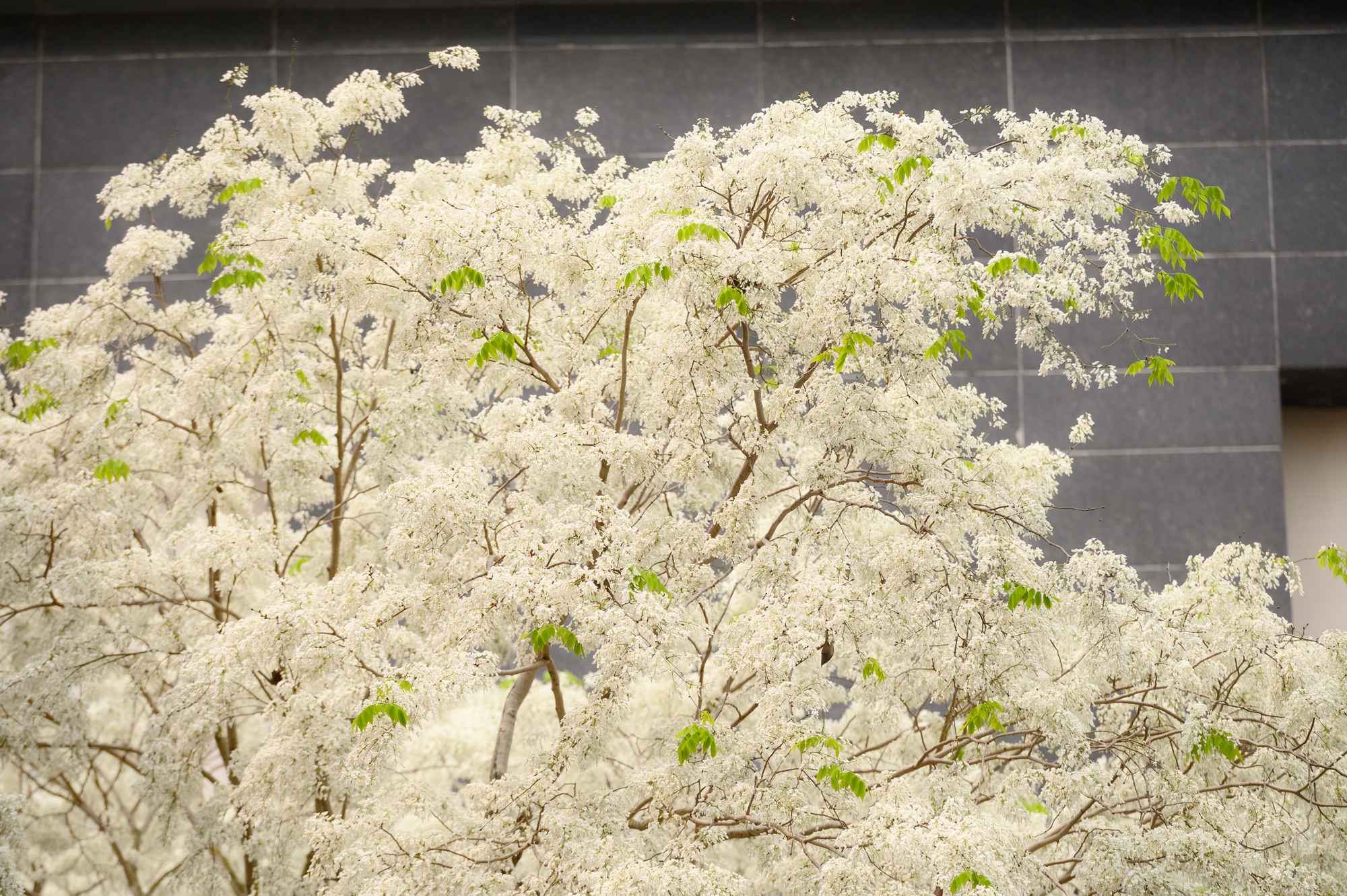 Cả Hà Nội phát sốt vì những cây hoa này: Chỗ đẹp như ngôn tình, nơi đã xác xơ - đi nhầm phí công vô ích!- Ảnh 3. Cả Hà Nội phát sốt vì những cây hoa này: Chỗ đẹp như ngôn tình, nơi đã xác xơ - đi nhầm phí công vô ích!- Ảnh 3.