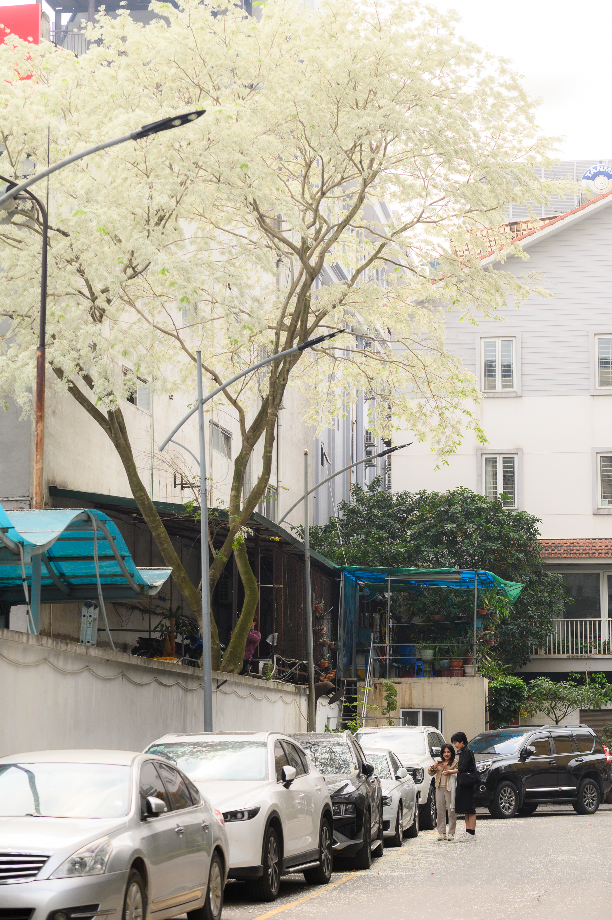 Cả Hà Nội phát sốt vì những cây hoa này: Chỗ đẹp như ngôn tình, nơi đã xác xơ - đi nhầm phí công vô ích!- Ảnh 4. Cả Hà Nội phát sốt vì những cây hoa này: Chỗ đẹp như ngôn tình, nơi đã xác xơ - đi nhầm phí công vô ích!- Ảnh 4.