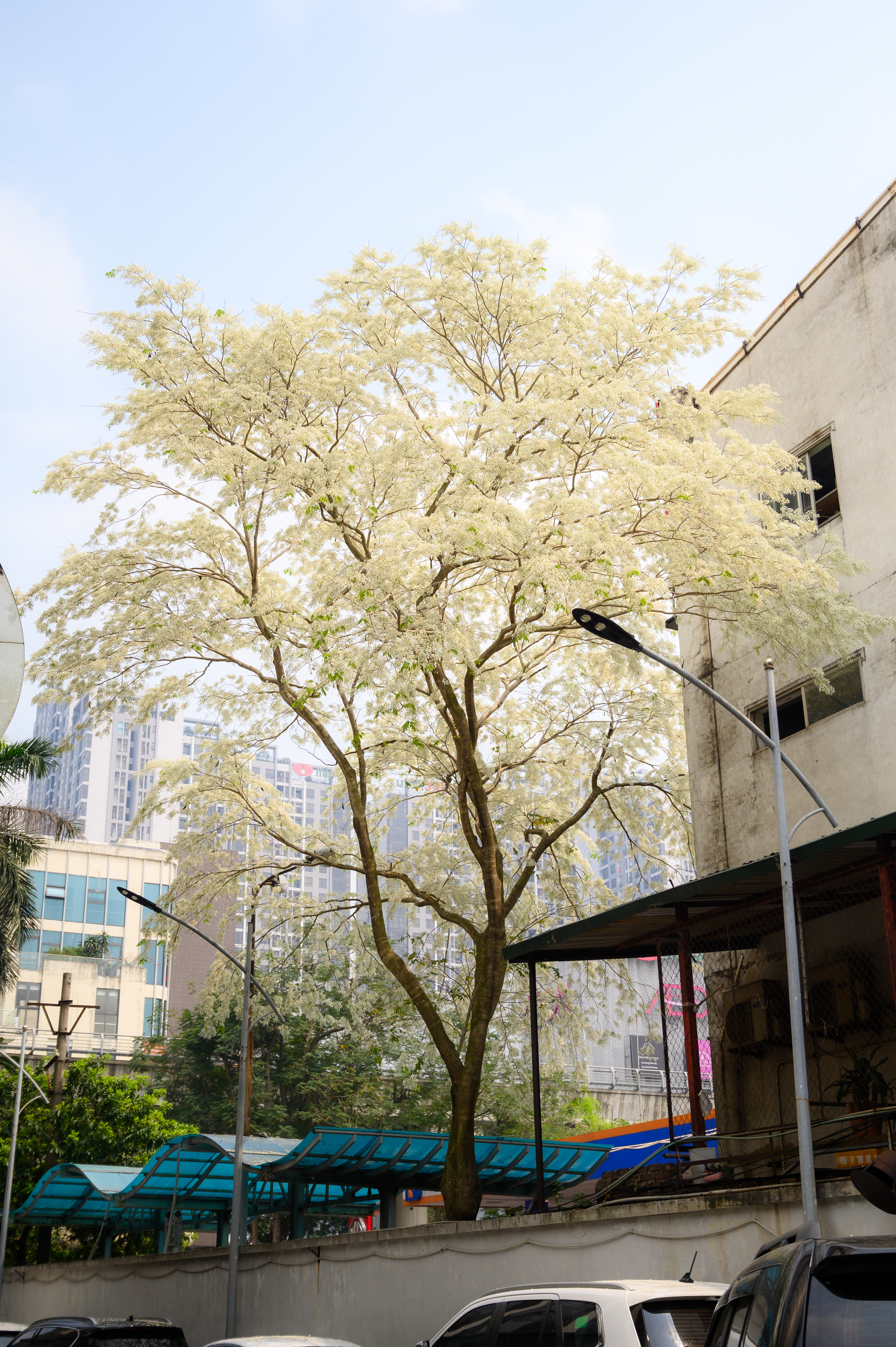 Cả Hà Nội phát sốt vì những cây hoa này: Chỗ đẹp như ngôn tình, nơi đã xác xơ - đi nhầm phí công vô ích!- Ảnh 5. Cả Hà Nội phát sốt vì những cây hoa này: Chỗ đẹp như ngôn tình, nơi đã xác xơ - đi nhầm phí công vô ích!- Ảnh 5.