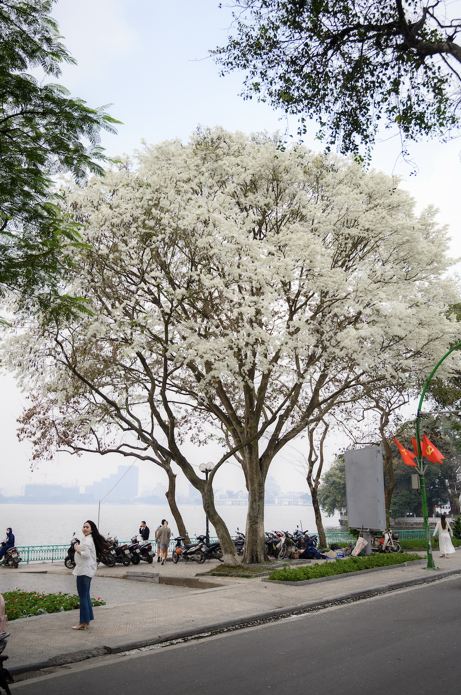 Cả Hà Nội phát sốt vì những cây hoa này: Chỗ đẹp như ngôn tình, nơi đã xác xơ - đi nhầm phí công vô ích!- Ảnh 9. Cả Hà Nội phát sốt vì những cây hoa này: Chỗ đẹp như ngôn tình, nơi đã xác xơ - đi nhầm phí công vô ích!- Ảnh 9.