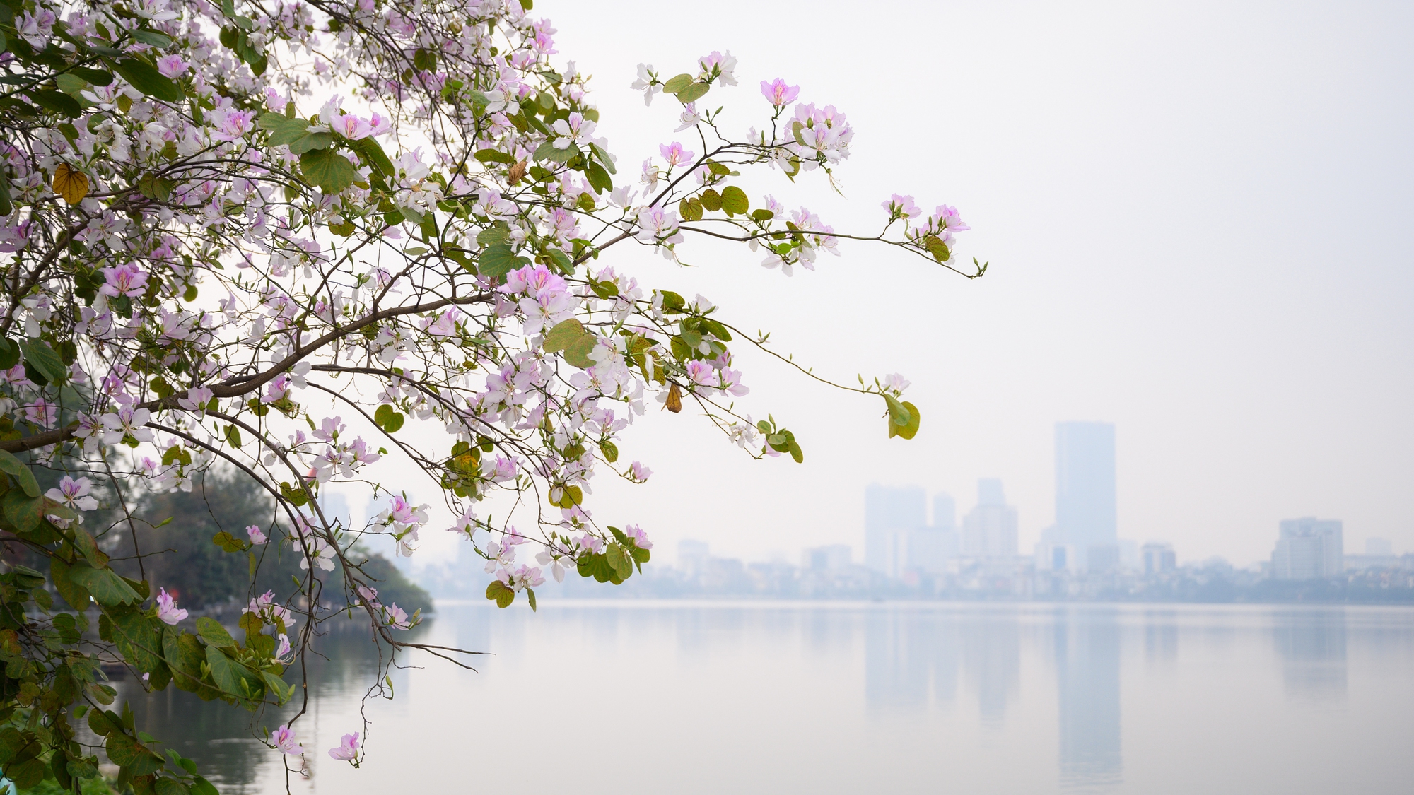 Cả Hà Nội phát sốt vì những cây hoa này: Chỗ đẹp như ngôn tình, nơi đã xác xơ - đi nhầm phí công vô ích!- Ảnh 15. Cả Hà Nội phát sốt vì những cây hoa này: Chỗ đẹp như ngôn tình, nơi đã xác xơ - đi nhầm phí công vô ích!- Ảnh 15.