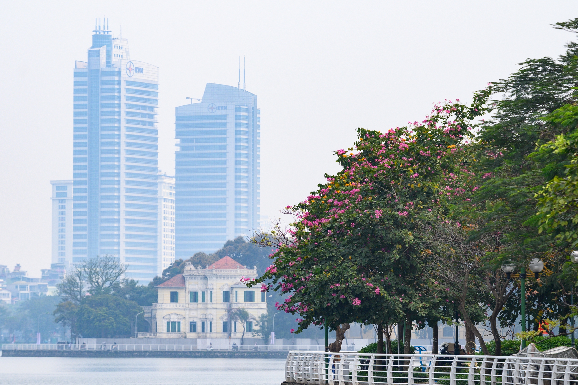 Cả Hà Nội phát sốt vì những cây hoa này: Chỗ đẹp như ngôn tình, nơi đã xác xơ - đi nhầm phí công vô ích!- Ảnh 16. Cả Hà Nội phát sốt vì những cây hoa này: Chỗ đẹp như ngôn tình, nơi đã xác xơ - đi nhầm phí công vô ích!- Ảnh 16.