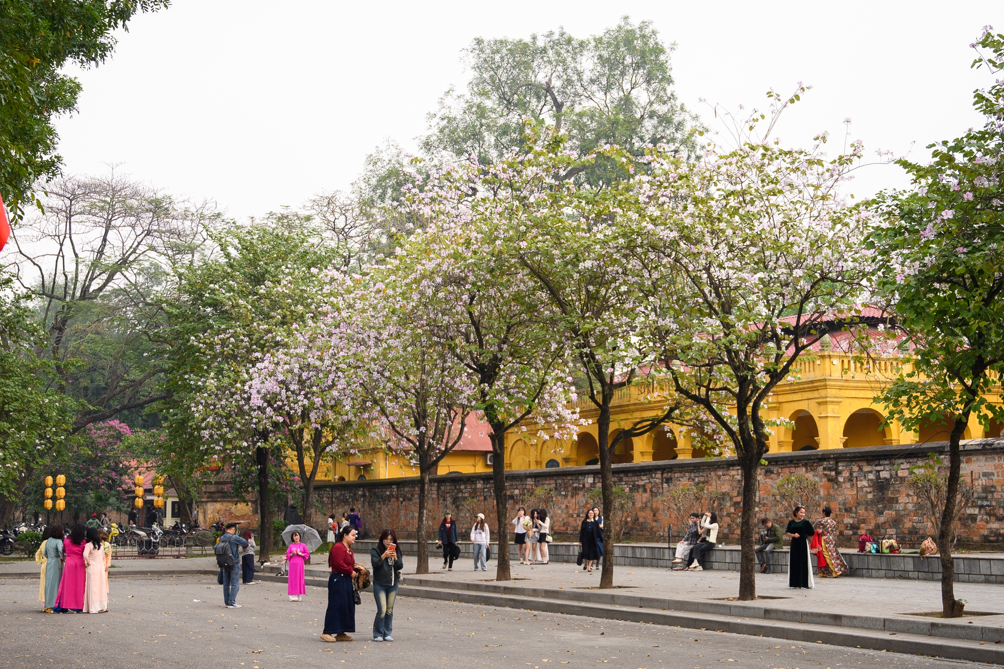 Cả Hà Nội phát sốt vì những cây hoa này: Chỗ đẹp như ngôn tình, nơi đã xác xơ - đi nhầm phí công vô ích!- Ảnh 17. Cả Hà Nội phát sốt vì những cây hoa này: Chỗ đẹp như ngôn tình, nơi đã xác xơ - đi nhầm phí công vô ích!- Ảnh 17.