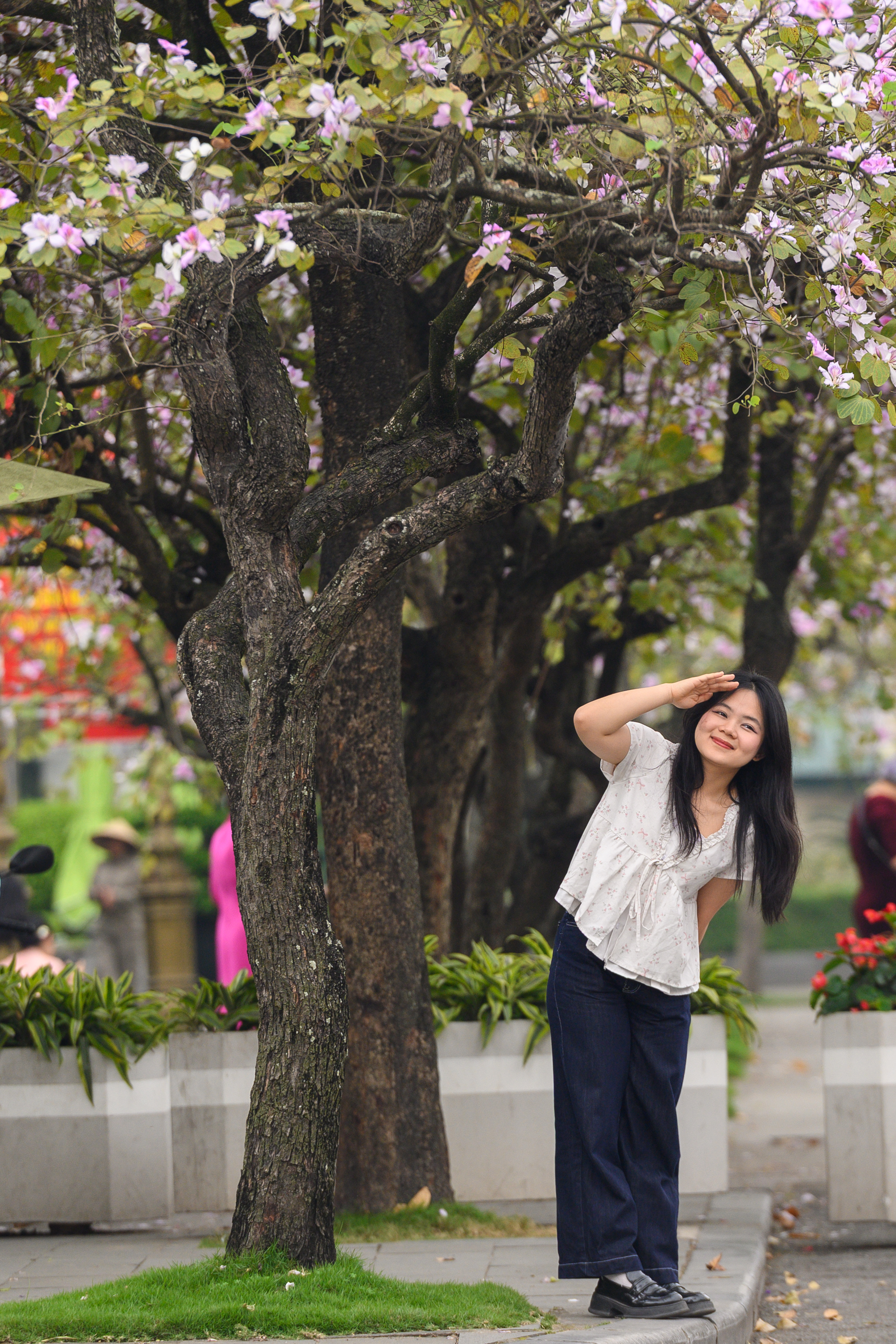 Cả Hà Nội phát sốt vì những cây hoa này: Chỗ đẹp như ngôn tình, nơi đã xác xơ - đi nhầm phí công vô ích!- Ảnh 19. Cả Hà Nội phát sốt vì những cây hoa này: Chỗ đẹp như ngôn tình, nơi đã xác xơ - đi nhầm phí công vô ích!- Ảnh 19.