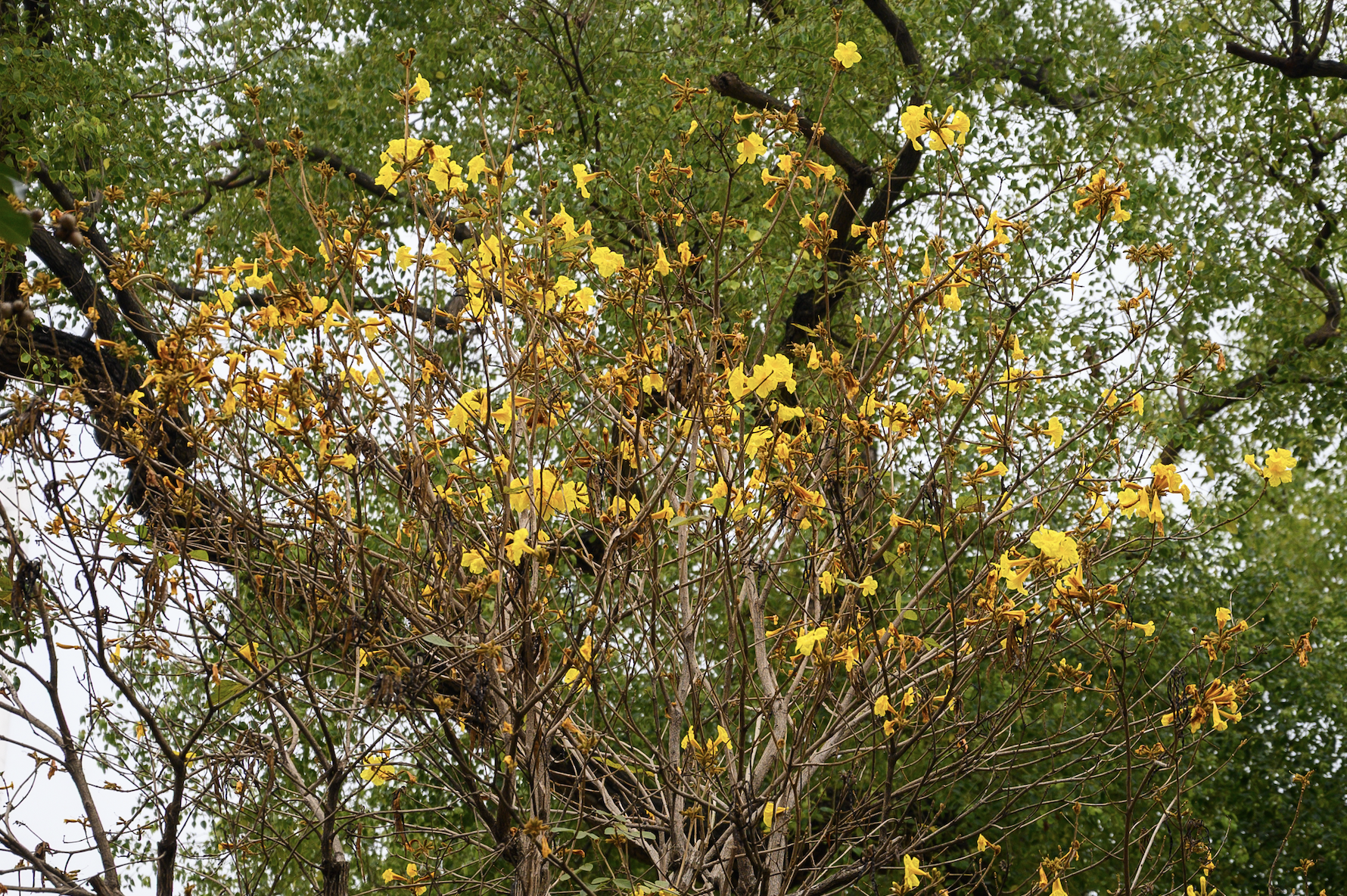 Cả Hà Nội phát sốt vì những cây hoa này: Chỗ đẹp như ngôn tình, nơi đã xác xơ - đi nhầm phí công vô ích!- Ảnh 20. Cả Hà Nội phát sốt vì những cây hoa này: Chỗ đẹp như ngôn tình, nơi đã xác xơ - đi nhầm phí công vô ích!- Ảnh 20.