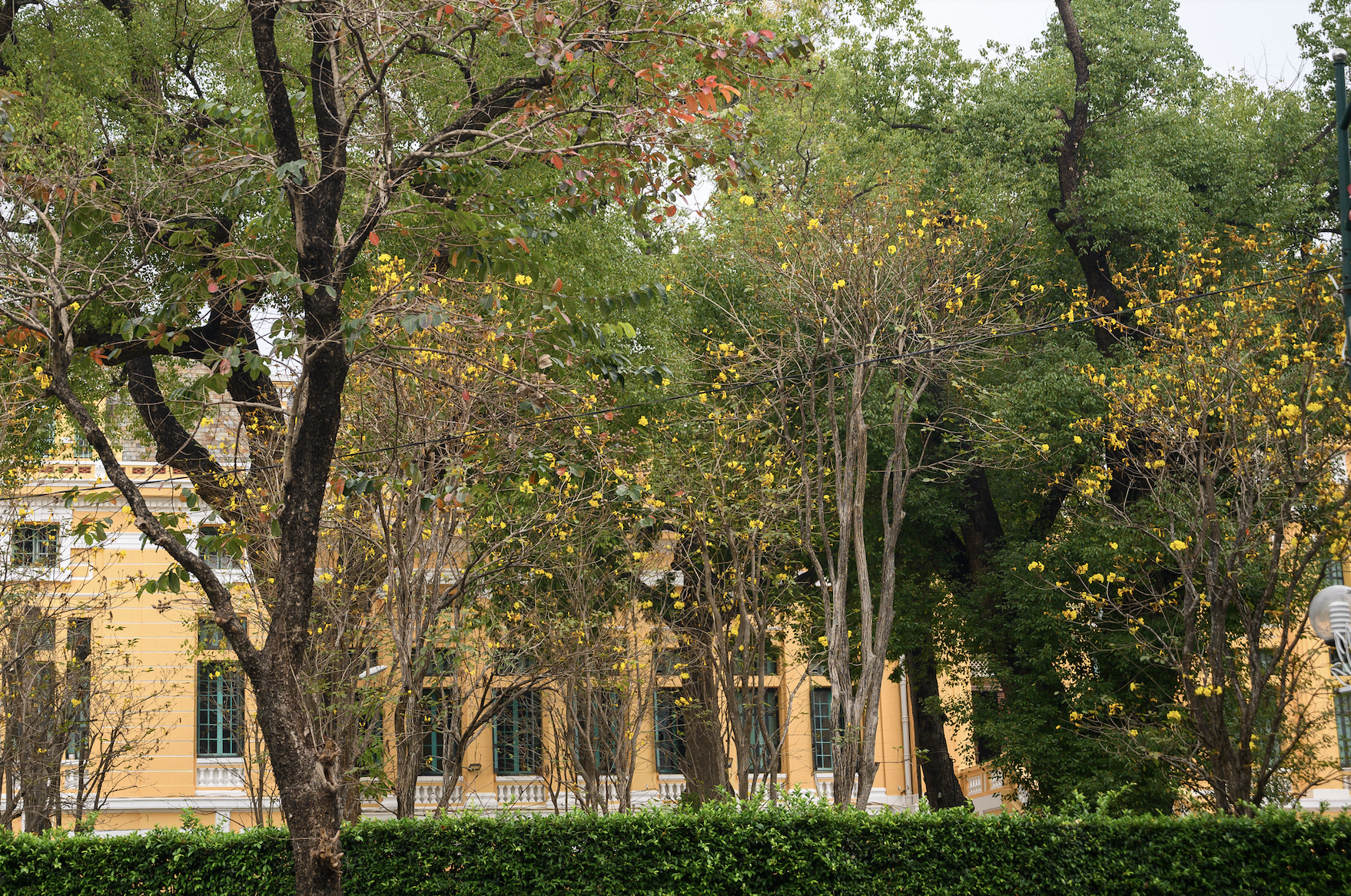 Cả Hà Nội phát sốt vì những cây hoa này: Chỗ đẹp như ngôn tình, nơi đã xác xơ - đi nhầm phí công vô ích!- Ảnh 21. Cả Hà Nội phát sốt vì những cây hoa này: Chỗ đẹp như ngôn tình, nơi đã xác xơ - đi nhầm phí công vô ích!- Ảnh 21.