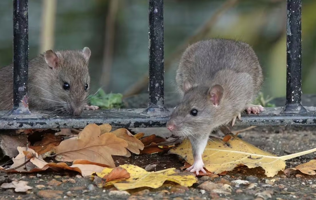 8 “thủ phạm” lôi kéo chuột vào nhà mùa xuân này: Sửa ngay còn kịp!- Ảnh 2.