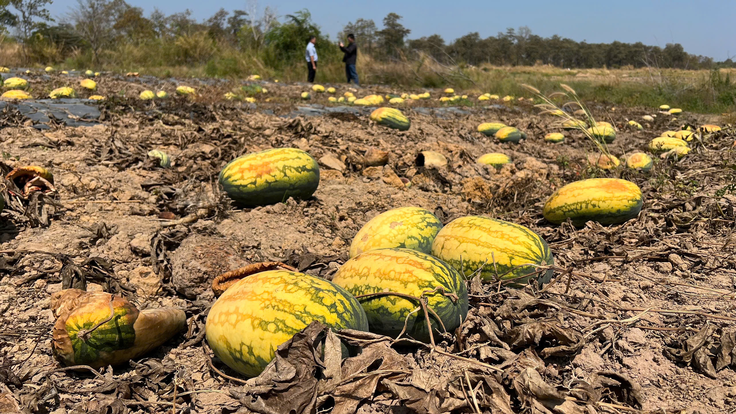 Hàng ngàn héc ta dưa hấu vào vụ thu hoạch rộ, Gia Lai nhờ các tỉnh hỗ trợ tiêu thụ 2 dưa hấu - Ảnh 2.