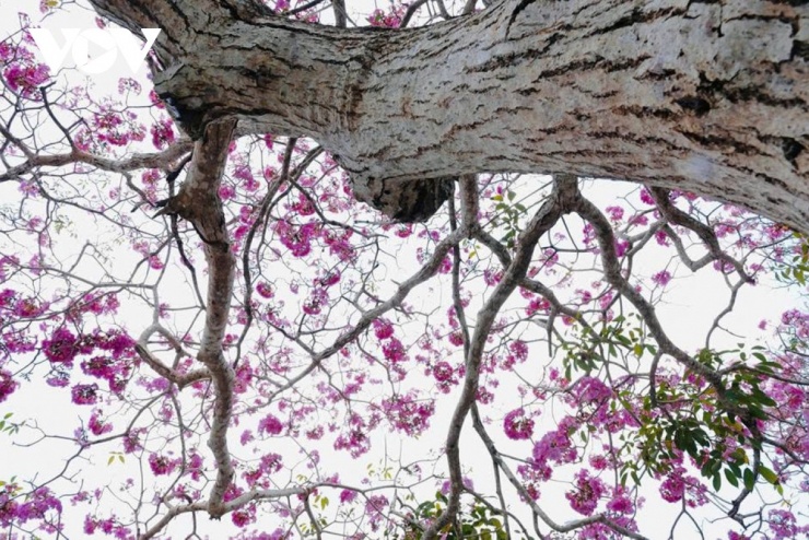 Sự thành công của những mầm xanh đầu tiên đã tạo tiền đề để tuyến đường được mở rộng lên gần 300 cây kèn hồng, chia đều thành hai hàng thẳng tắp dọc theo trục đường Hùng Vương.