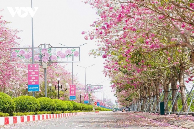 Việc lựa chọn loài cây này không chỉ mang lại giá trị thẩm mỹ cao mà còn phù hợp với khí hậu, thổ nhưỡng địa phương. Sự thành công của mô hình này cho thấy hiệu quả từ việc đầu tư vào cảnh quan môi trường, góp phần thay đổi diện mạo nông thôn theo hướng xanh - sạch - đẹp và bền vững.