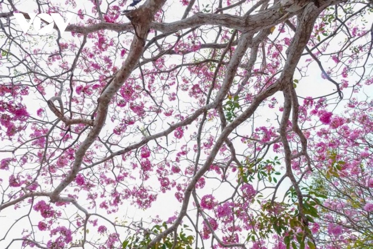  Kể từ năm 2019, khi hàng cây bắt đầu vào độ nở rộ nhất, nơi đây đã nhanh chóng trở thành địa điểm "check-in" nổi tiếng, được giới trẻ ưu ái gọi bằng cái tên "góc Hàn Quốc" giữa lòng miền Tây. 